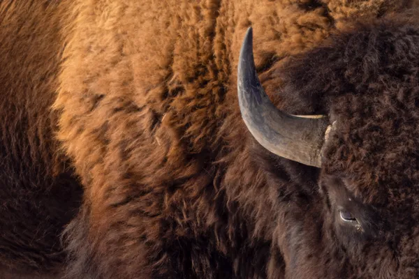 Bison Horn thumbnail