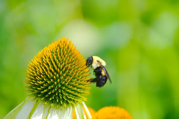 Bee and the curious flower thumbnail