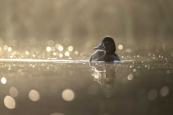 Tufted Duck thumbnail