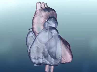 Screenshot from the "Multi-scale Multi-physics Heart Simulator UT-Heart" video