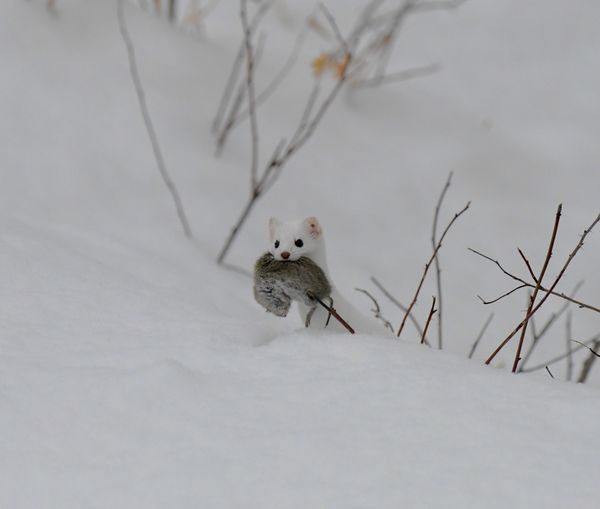 Proud Stoat thumbnail