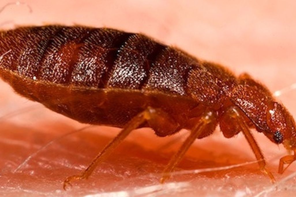 20120604125035Adult_bed_bug_Cimex_lectularius-small.jpg