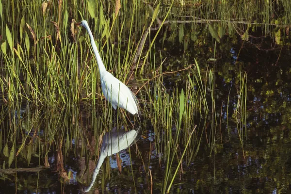 Great White Egret thumbnail