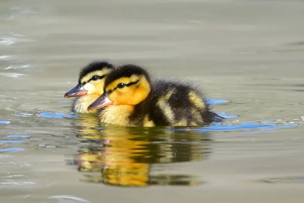 ducklings thumbnail