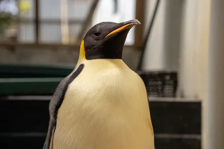 The penguin was malnourished after swimming thousands of miles from Antarctica.
