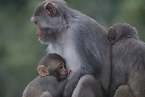 seeking warmth in mom's bosom thumbnail