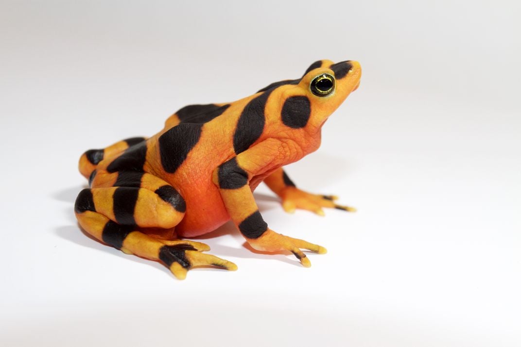 The Panamanian golden frog is in the toad family. Toads usually have dry skin compared to other frogs.