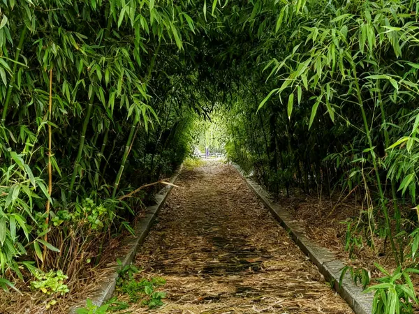 Serene Bamboo Grove thumbnail