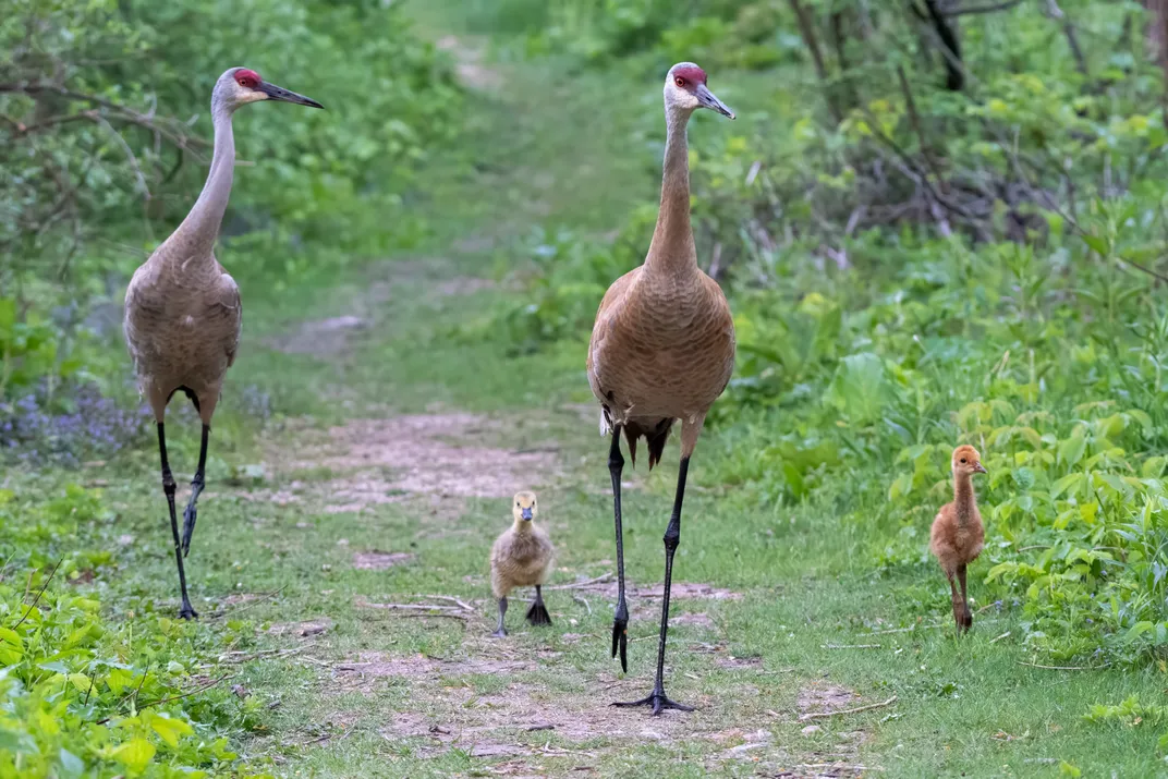 Sandhill Cranes with Chick and Gosling