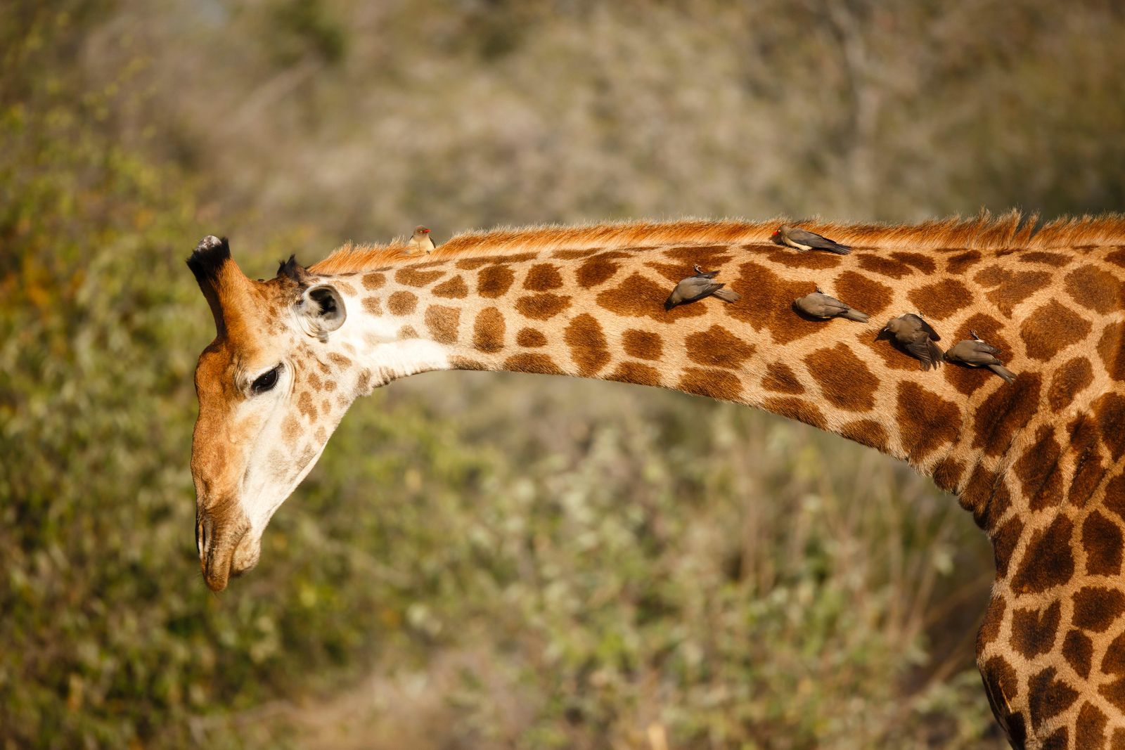 How the Giraffe Got Its Long Neck: It Happened in Spurts | Smart News|  Smithsonian Magazine