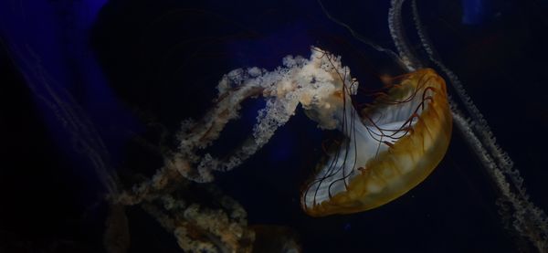 Aquarium Jellyfish thumbnail