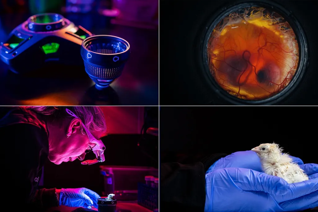 Four photos showing the development of baby chickens from an artificial eggshell system