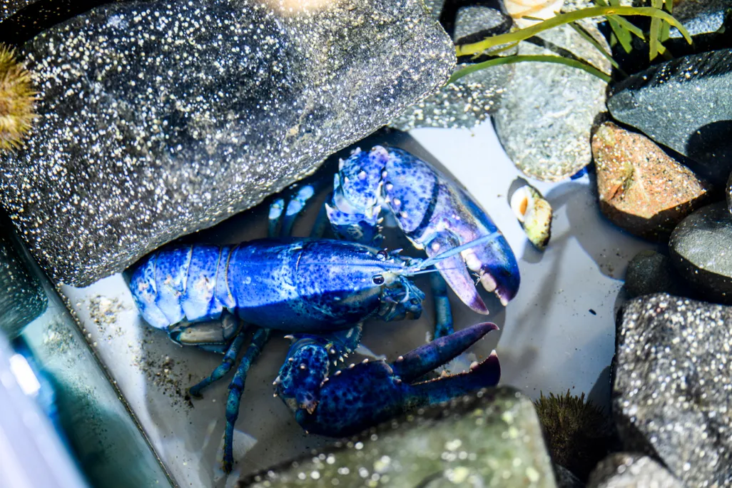 Blue lobster under some rocks