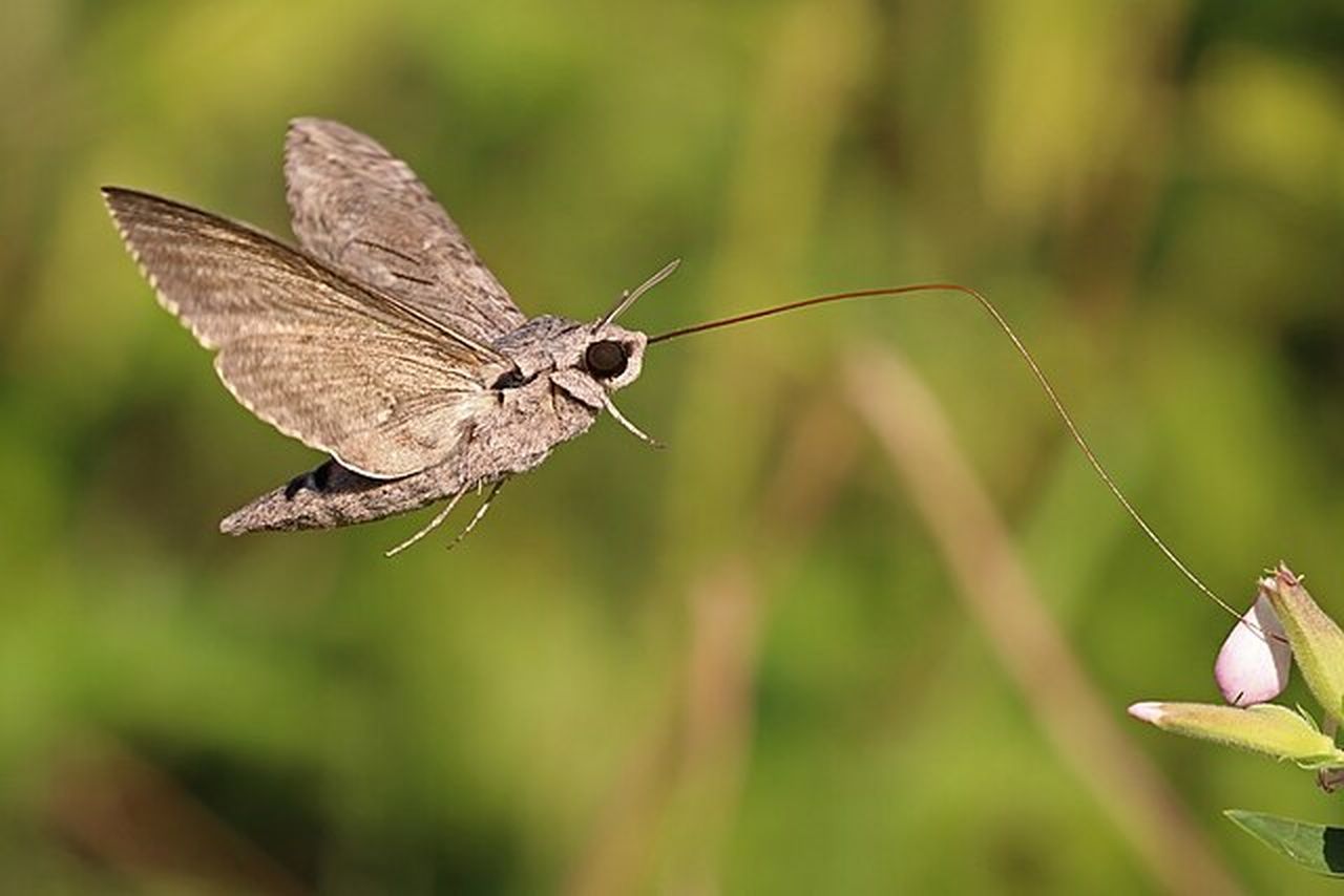 The Bizarre Dining Habits of Moths | Smithsonian Voices | Smithsonian ...