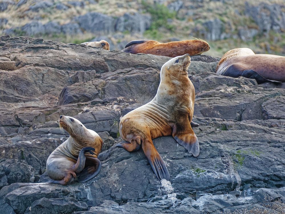 Steller sea lions sitting on rocks on the shore of Campbell River in British Columbia, Canada.