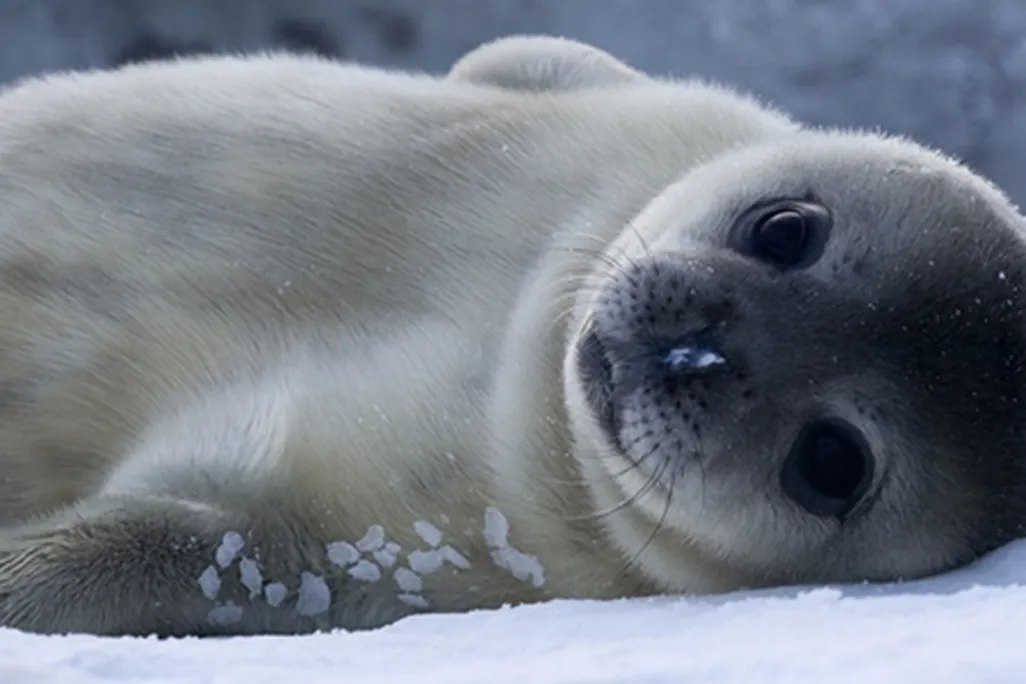 Baby Weddell Seal