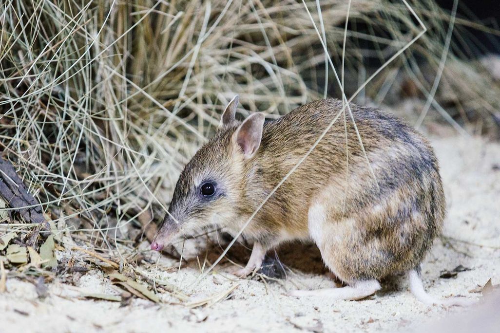 Eastern Barred Bandicoot