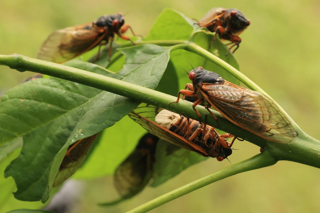 Several cicadas sitting on the leaves and stem of a plant