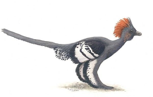 20110520083255anchiornis-colors.jpg