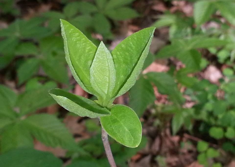 Sassafras Leaves