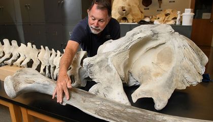 Scientists Find Most Complete Atlantic Gray Whale Skeleton Ever