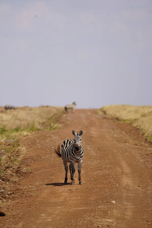 Zebra on the Road thumbnail