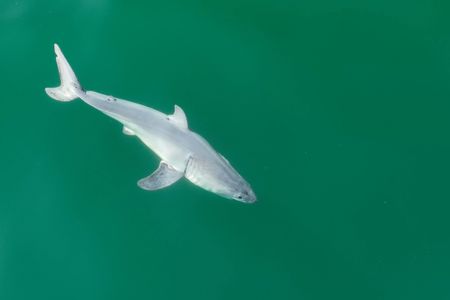 The shark, which researchers suggest is a newborn great white, seen off California's coast in July 2023.
