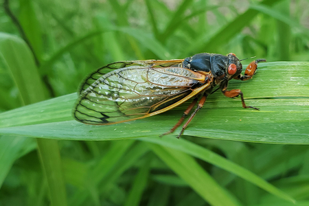 A 17-year Brood X cicada.