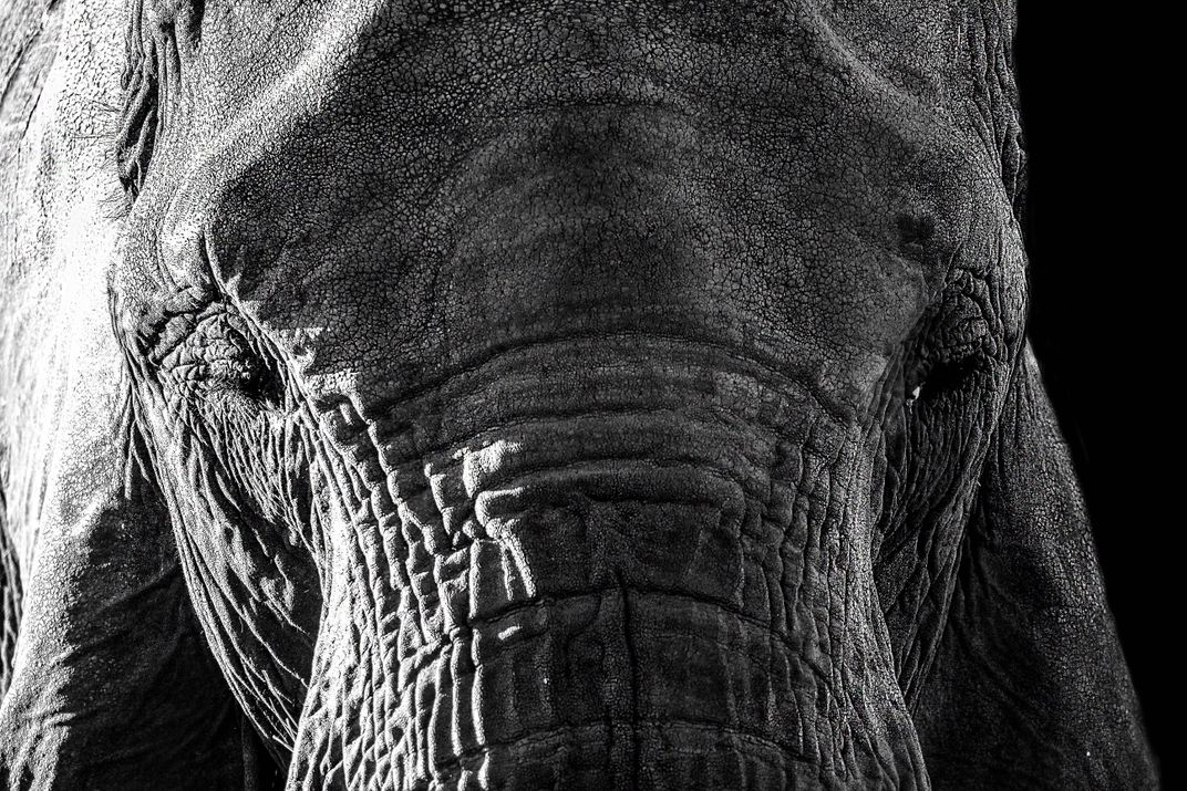 Elephant Portrait | Smithsonian Photo Contest | Smithsonian Magazine