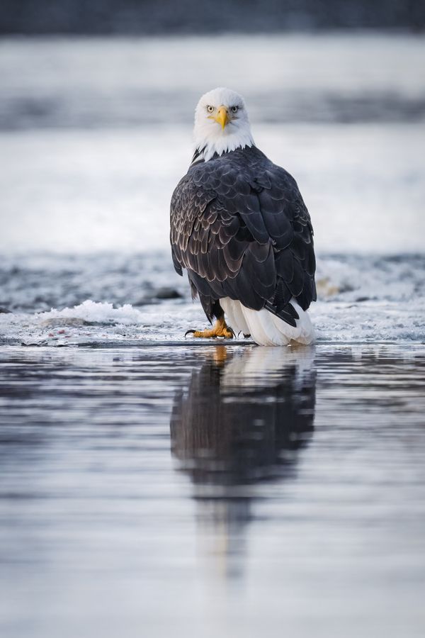 A bald eagle looks back while standing on the ice in southeast Alaska thumbnail