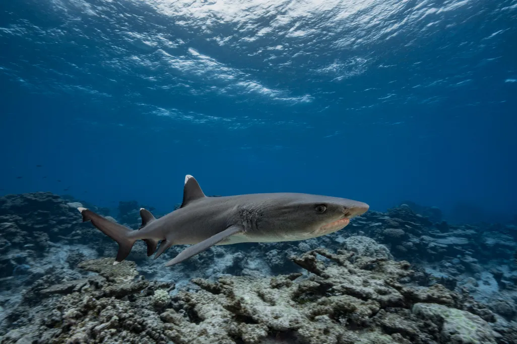 A grey reef shark swims over a coral reef