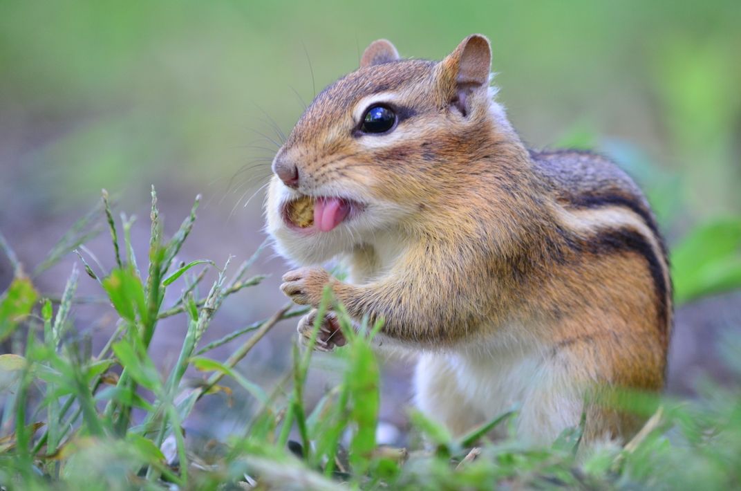 Garden Chipmunk Smithsonian Photo Contest Smithsonian Magazine