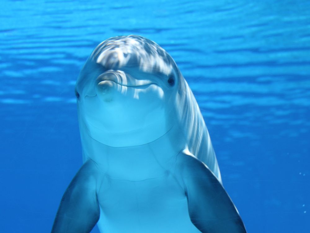 Does Snot Help Dolphins Echolocate?