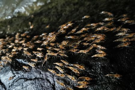 A group of shrimp that have left the safety of the water to parade upstream in Thailand.
