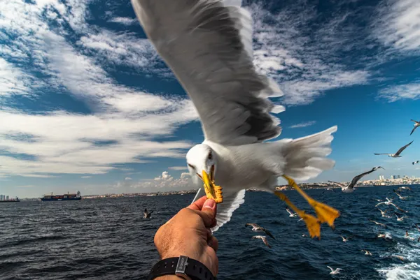 A seagull is taking food from my hand thumbnail