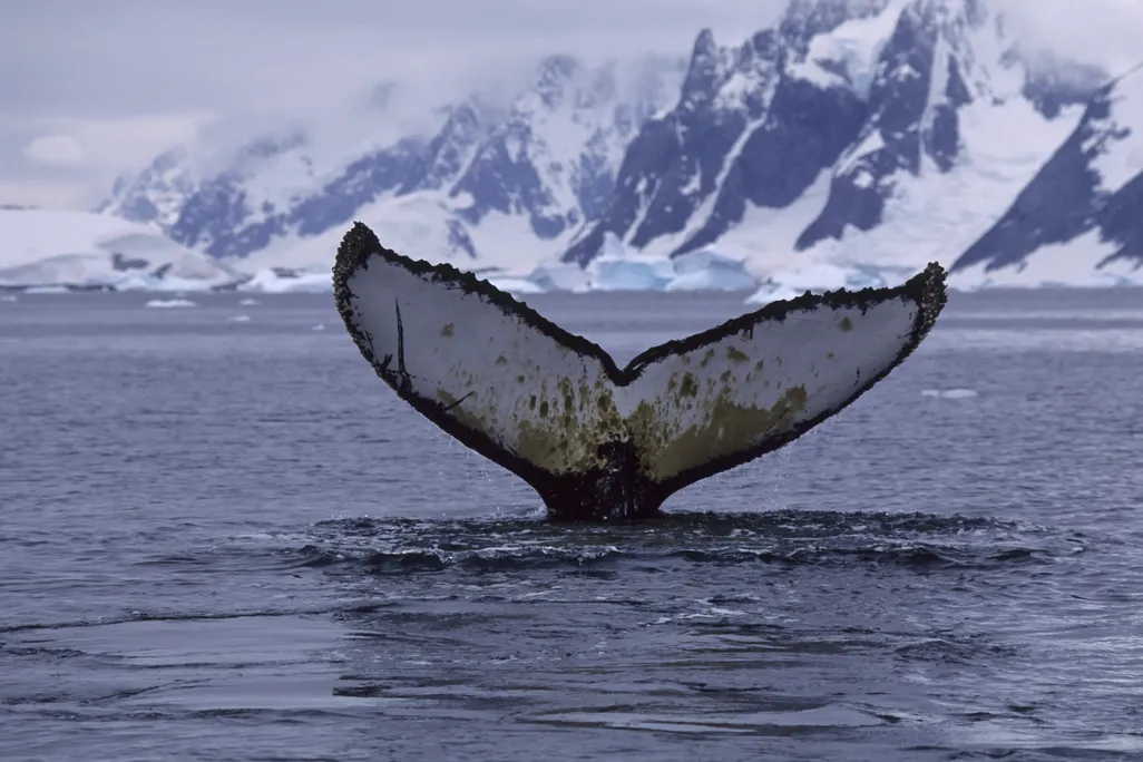 whale tail out of the water with icy mountains in the background