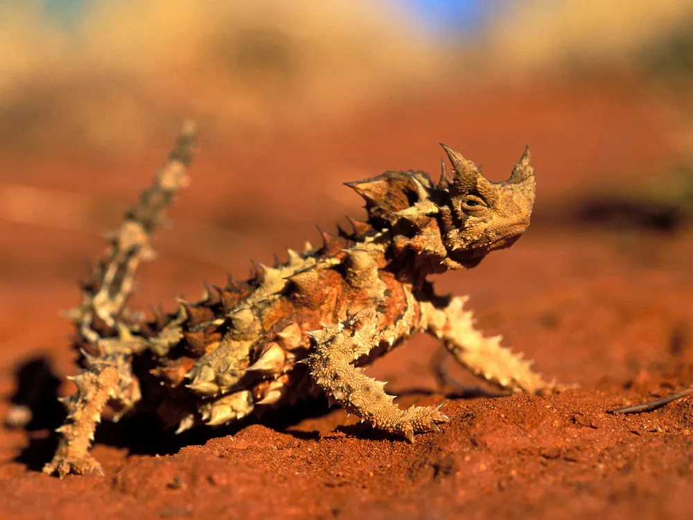 This Spike-Crested Lizard Drinks From Sand With Its Skin