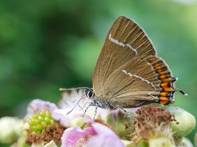 This butterfly is the same species, white-letter hairstreak, as the one spotted in Scotland. But the little beauty is shown here in Dorset, UK.