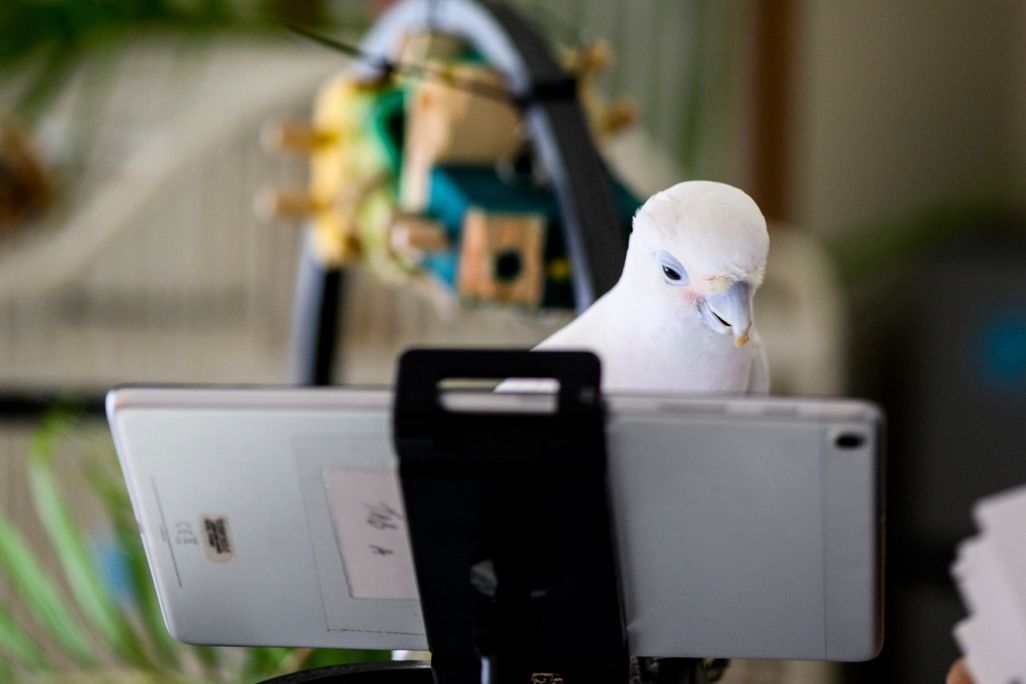White bird looking at phone screen