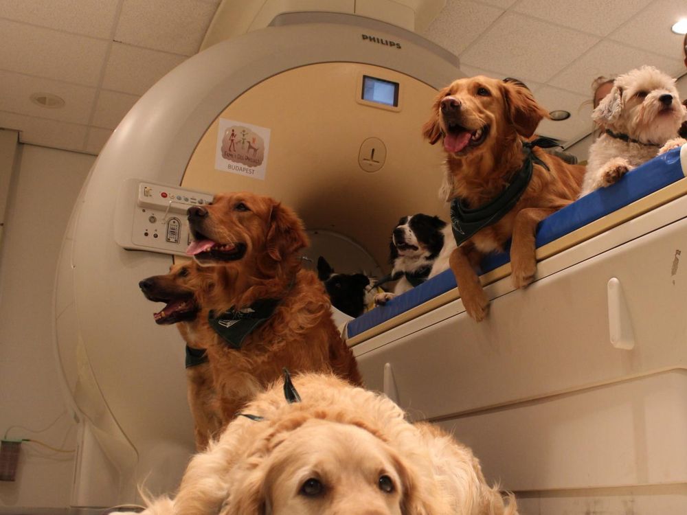 Dogs sitting near an MRI machine