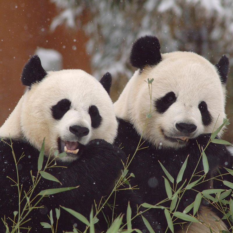 Giant Panda Mating Calls Say a Lot About Them Smithsonian 