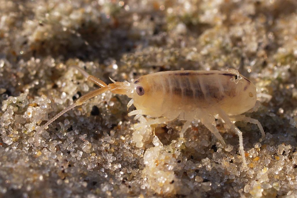 20130927012028lice.jpg