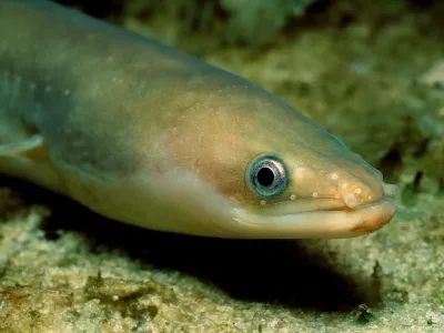 A European eel swims in the Baltic Sea.&nbsp;