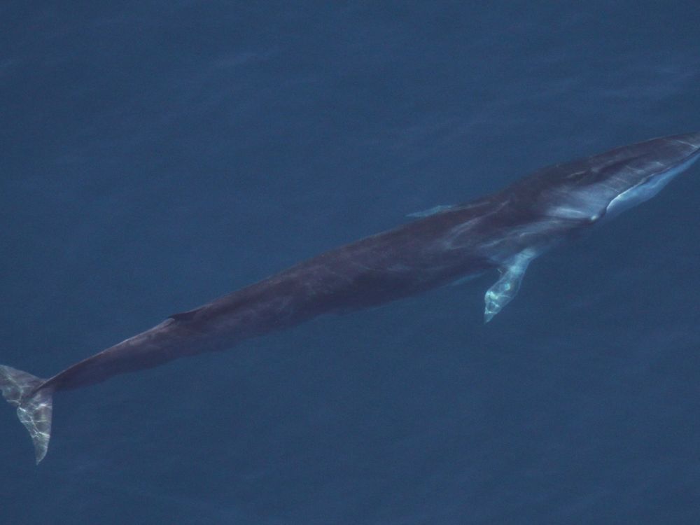 An endangered fin whale