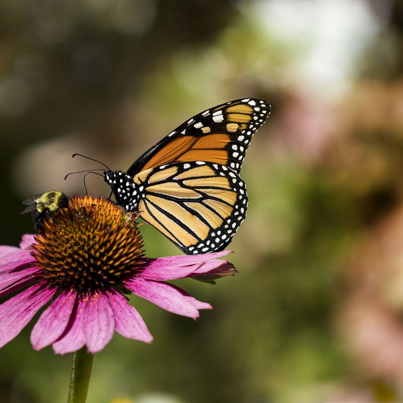 Air Pollution Makes It Harder for Insect Pollinators to Find Flowers