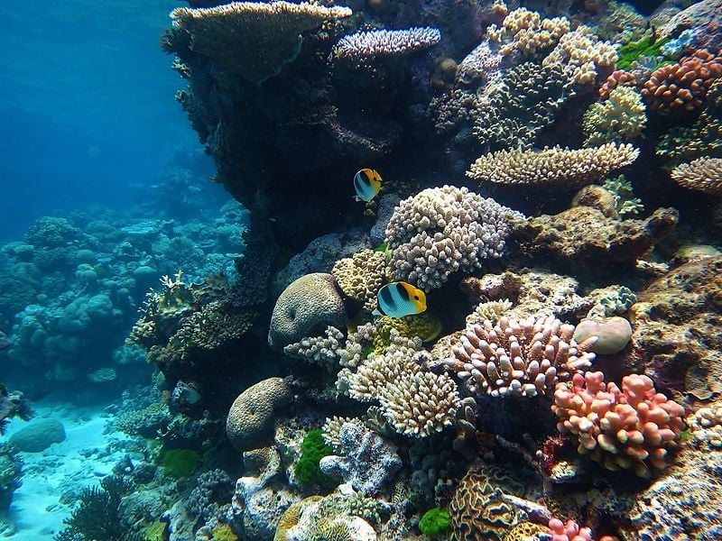 Coral reef health is an important indicator of the ocean’s well-being. Scientists can study corals to learn more about how climate change is affecting the oceans.  (Wise Hok Wai Lum, CC-BY-SA-4.0)