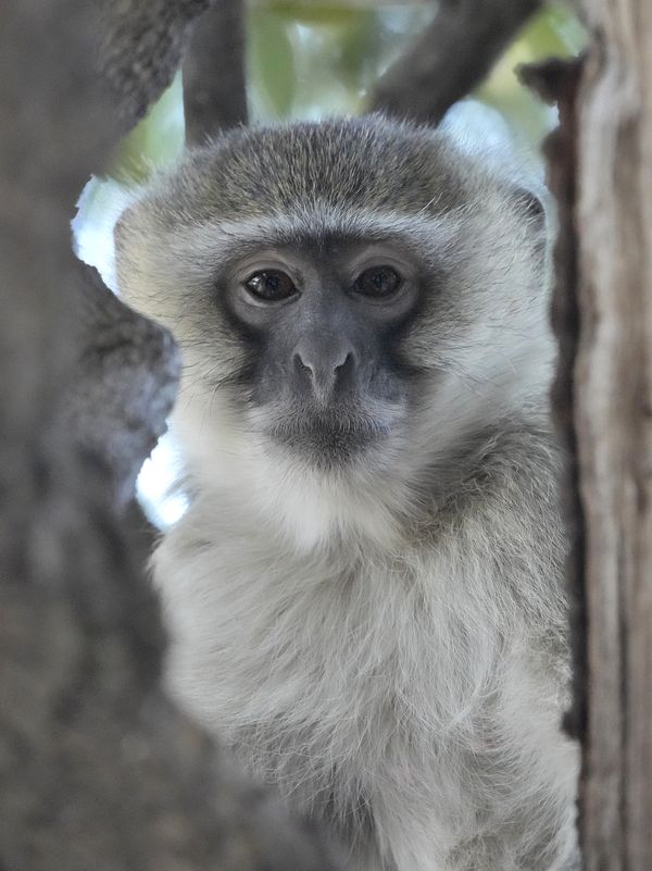 Vervet monkey thumbnail