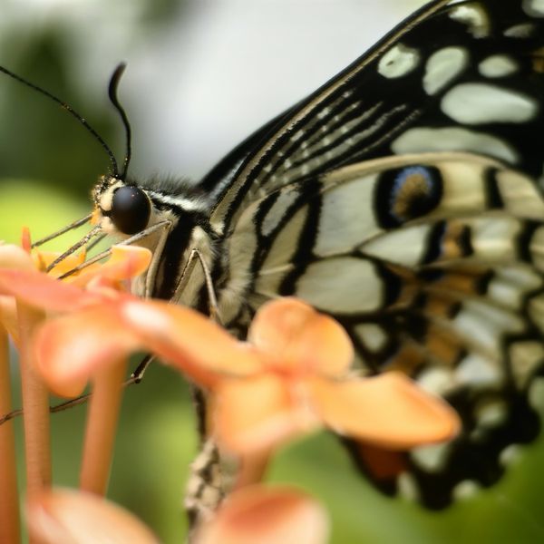 Lime butterfly drinking from ixora. Take 1. thumbnail