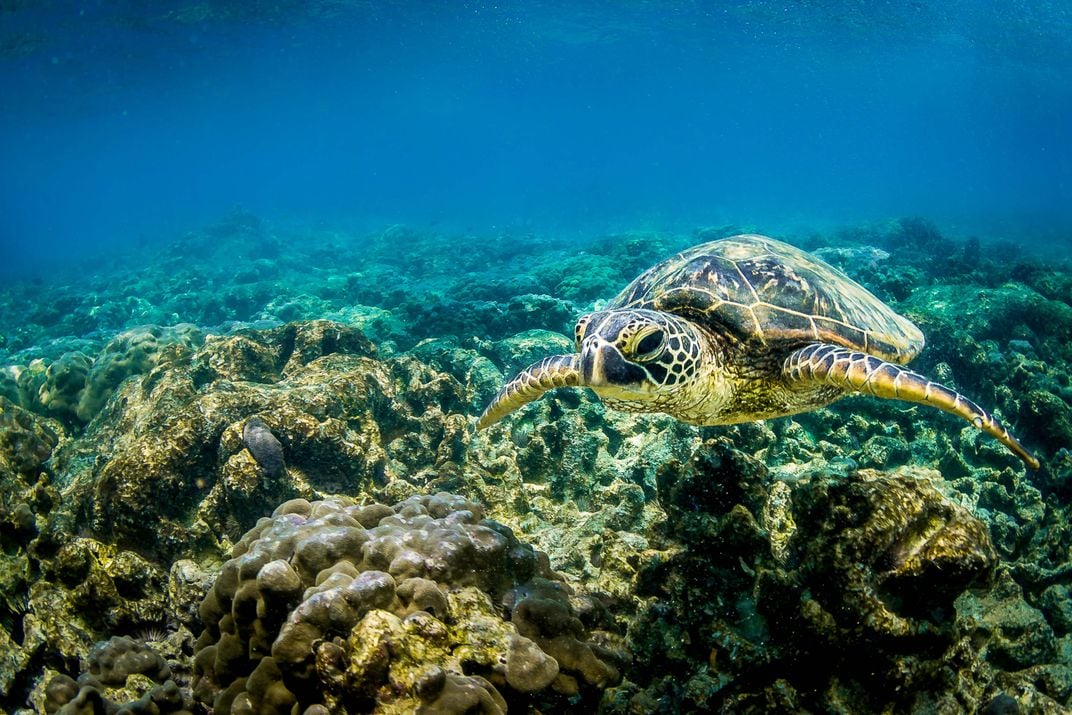 Honu swimming freely. | Smithsonian Photo Contest | Smithsonian Magazine