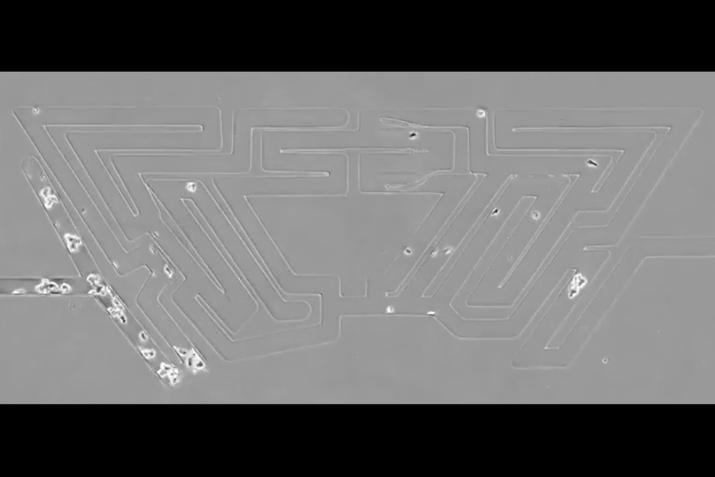 Amoeba maze